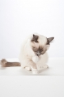 Picture of Birman cat, washing