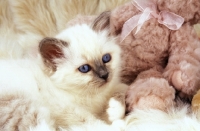 Picture of birman kitten amongst fluffy rug and cuddly toys