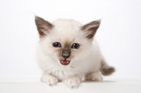 Picture of Birman kitten, looking displeased