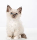 Picture of Birman kitten looking up