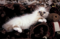 Picture of birman kitten lying on sofa