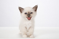 Picture of Birman kitten, meowing