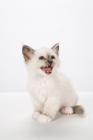 Picture of Birman kitten, meowing