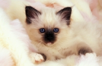 Picture of birman kitten on a fluffy rug
