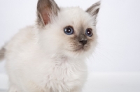 Picture of Birman kitten, portrait