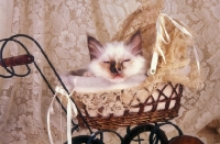 Picture of Birman kitten sleeping in a pram