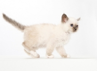 Picture of Birman kitten walking