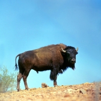 Picture of Bison standing on a hill