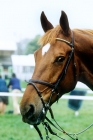 Picture of bit and bridle, close up