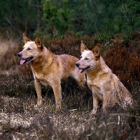 Picture of bitch and dog australian cattle dog