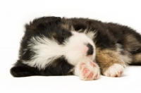 Picture of blaack and white bearded collie puppy sleeping