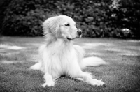 Picture of black-and-white of golden retriever looking out to side