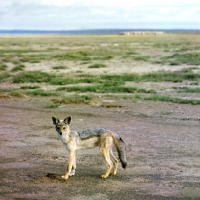 Picture of Black-backed Jackal standing in amboseli np, Africa