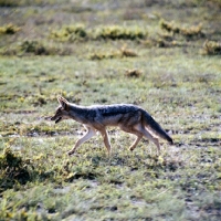 Picture of Black-backed Jackal trottting along, amboseli,side view