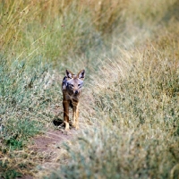 Picture of Black-backed Jackal walking down a path, serengeti np