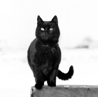 Picture of black  cat