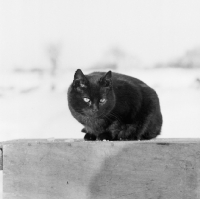 Picture of black  cat