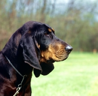 Picture of black & tan coonhound portrait
