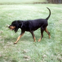 Picture of black & tan coonhound walking