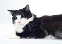 Picture of Black & White Norwegian Forest Cat lying down