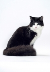 Picture of Black & White Norwegian Forest Cat sitting on white background