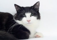 Picture of Black & White Norwegian Forest Cat portrait