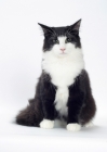 Picture of Black & White Norwegian Forest Cat