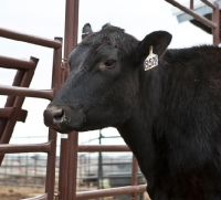 Picture of black Aberdeen Angus