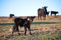 Picture of black Aberdeen Angus