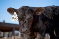 Picture of black Aberdeen Angus