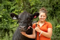 Picture of black Aberdeen Angus