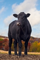 Picture of black Aberdeen Angus