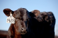 Picture of black Aberdeen Angus