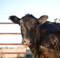 Picture of black Aberdeen Angus