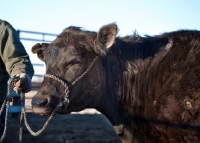 Picture of black Aberdeen Angus