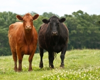 Picture of black Aberdeen Angus