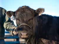 Picture of black Aberdeen Angus