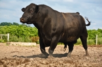 Picture of black Aberdeen Angus