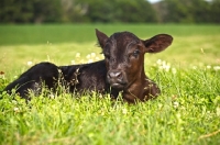 Picture of black Aberdeen Angus