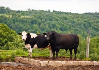 Picture of black Aberdeen Angus