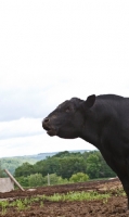 Picture of black Aberdeen Angus