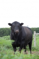 Picture of black Aberdeen Angus