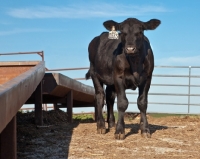 Picture of black Aberdeen Angus