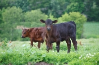 Picture of black Aberdeen Angus