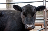 Picture of black Aberdeen Angus