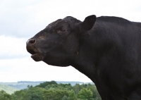 Picture of black Aberdeen Angus