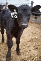 Picture of black Aberdeen Angus