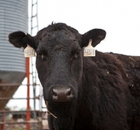 Picture of black Aberdeen Angus