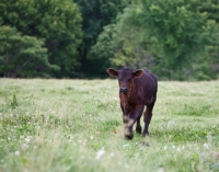 Picture of black Aberdeen Angus