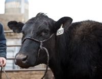 Picture of black Aberdeen Angus